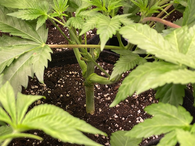 Growreport Bild 11