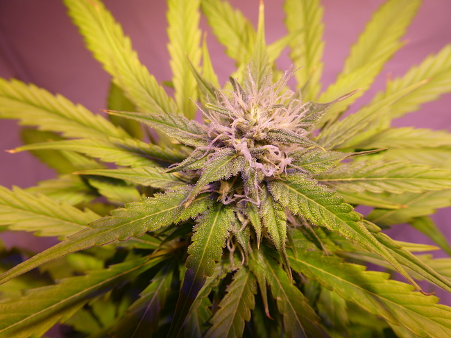 Growreport Bild 7