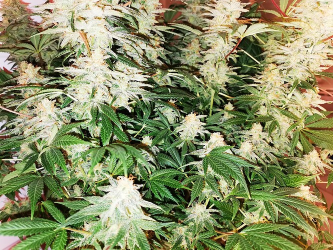 Growreport Bild 6