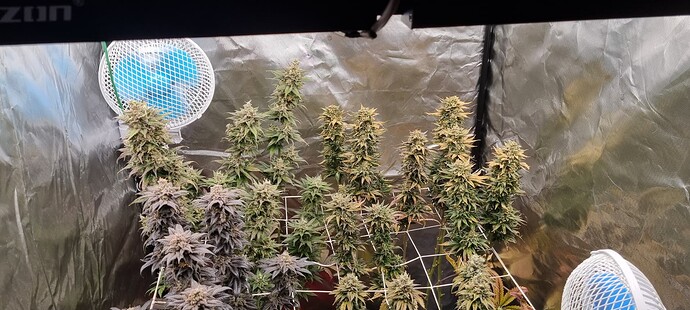 Growreport Bild 29