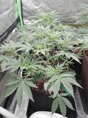 Growreport Bild 1