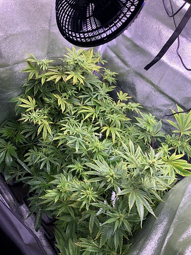 Growreport Bild 1