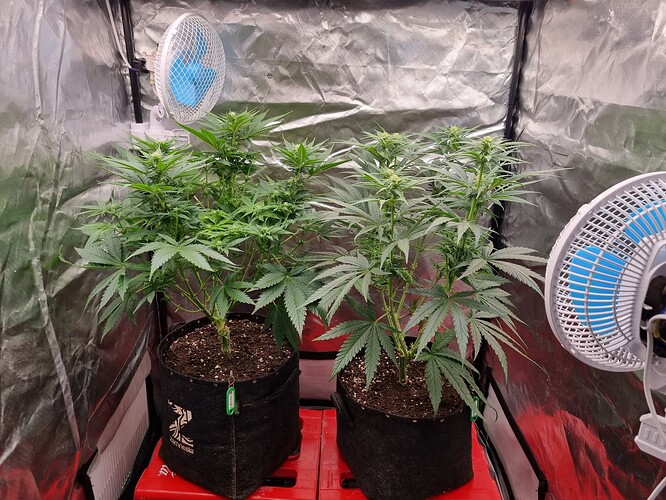 Growreport Bild 66