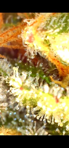 Growreport Bild 25