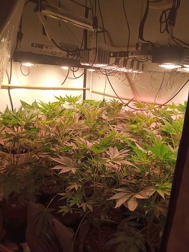 Growreport Bild 54