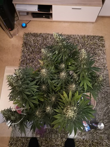 Growreport Bild 2