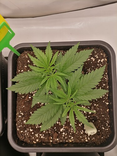 Growreport Bild 26