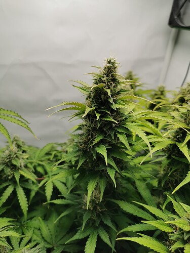 Growreport Bild 6
