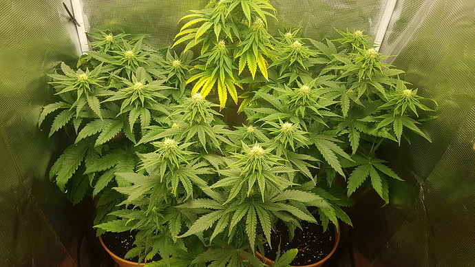 20201206_210644 - Kopie