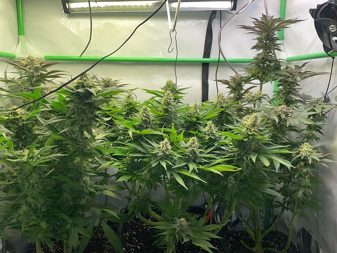 Growreport Bild 4