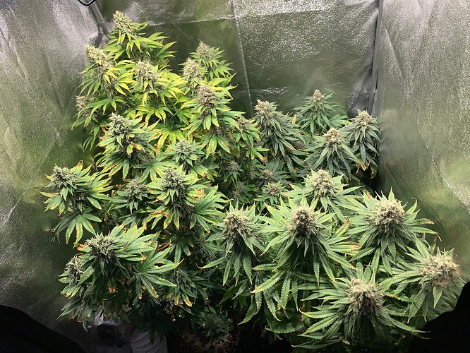 Growreport Bild 4