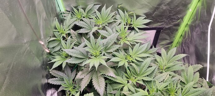 Growreport Bild 15
