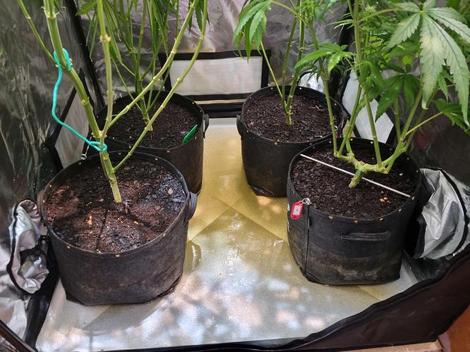 Growreport Bild 34