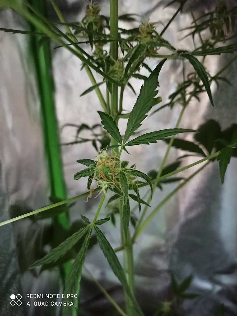 Braune Härchen oder Trichome? Anfänger Forum