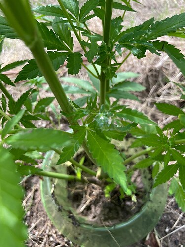 Growreport Bild 13