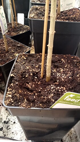Growreport Bild 49