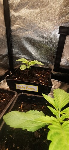 Growreport Bild 25