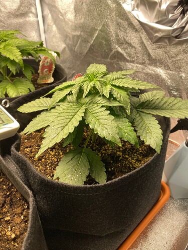 Growreport Bild 6