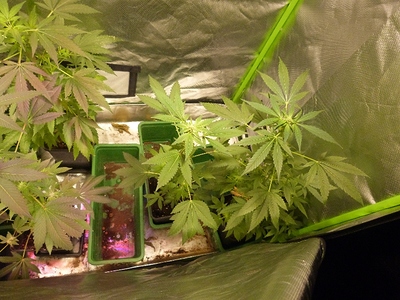 Growreport Bild 24