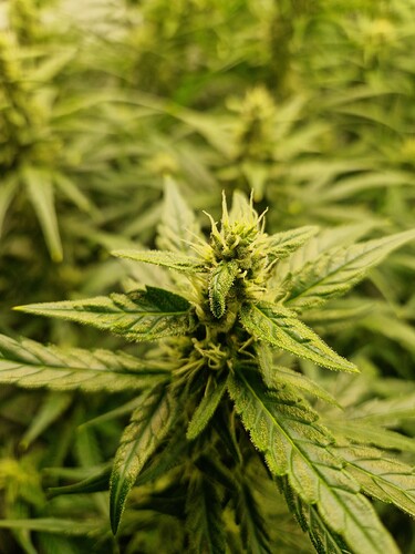 Growreport Bild 6