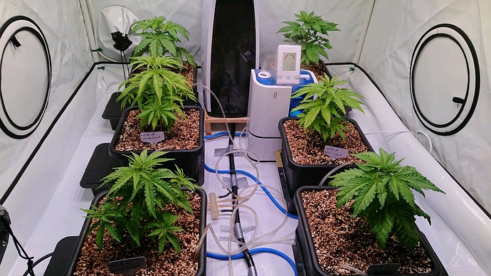 obscura1612810666269