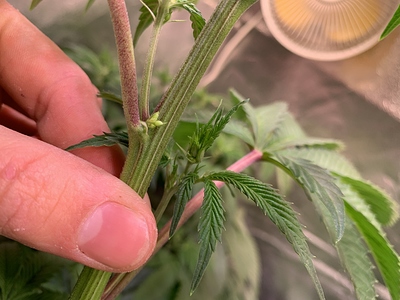 Growreport Bild 2