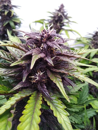 Growreport Bild 3