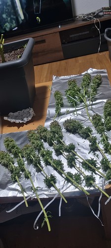 Growreport Bild 12