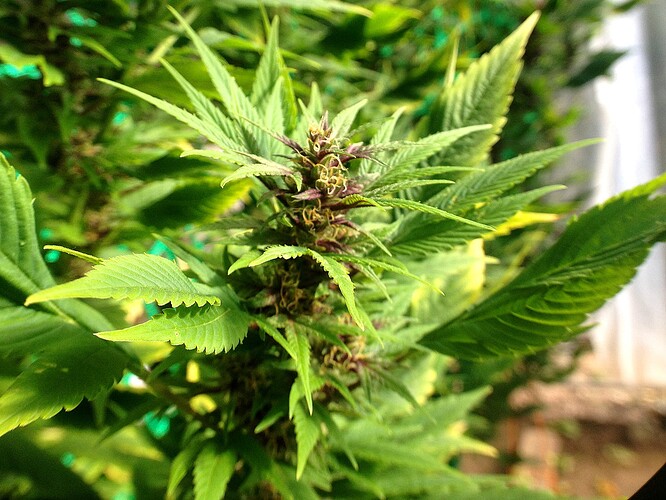Growreport Bild 4