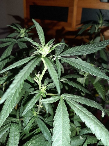 Growreport Bild 6