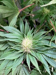 Growreport Bild 17
