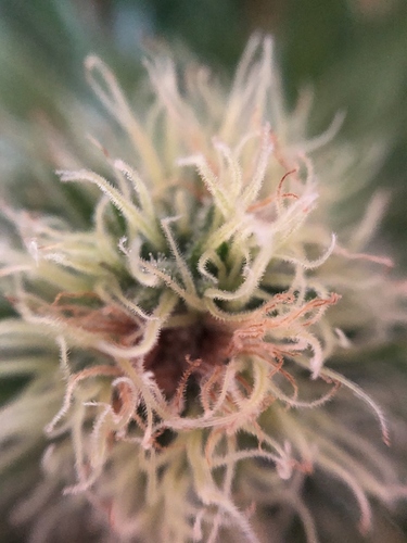 Growreport Bild 7