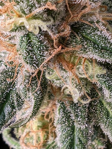 Growreport Bild 4