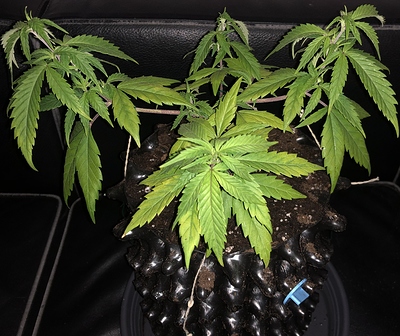 Growreport Bild 7