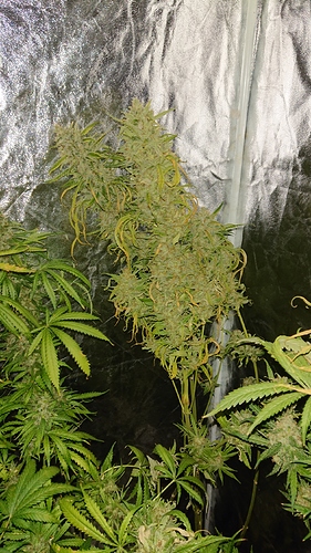 Growreport Bild 1