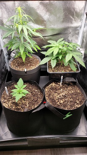 Growreport Bild 8