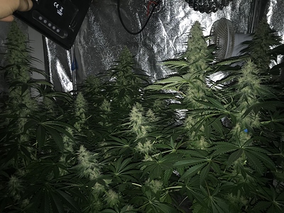 Growreport Bild 7