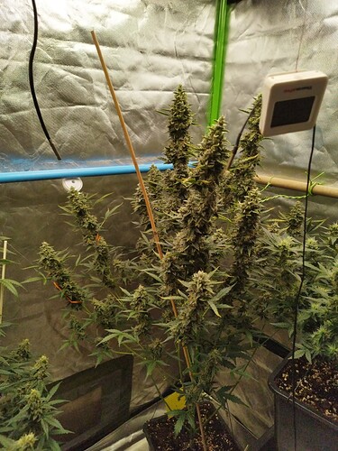 Growreport Bild 1