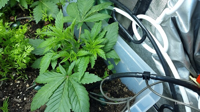 Growreport Bild 16