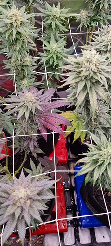 Growreport Bild 69