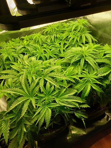 Growreport Bild 1