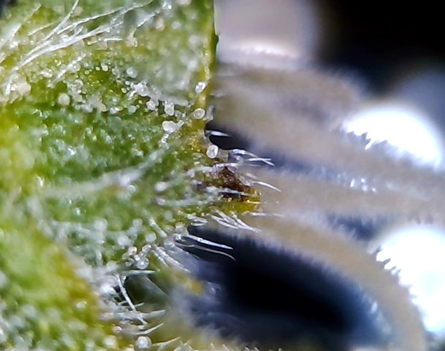 Growreport Bild 6