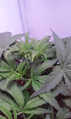 Growreport Bild 30
