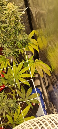 Growreport Bild 52