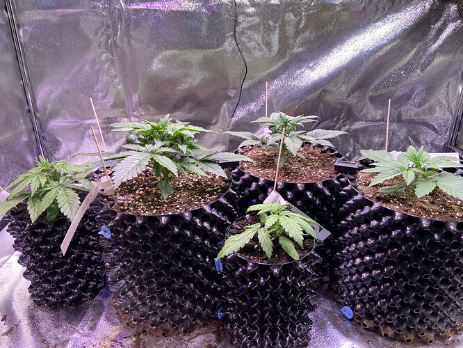 Growreport Bild 17