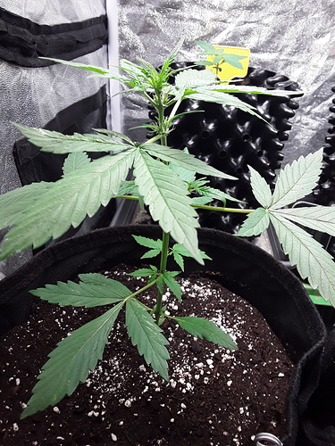 Growreport Bild 7