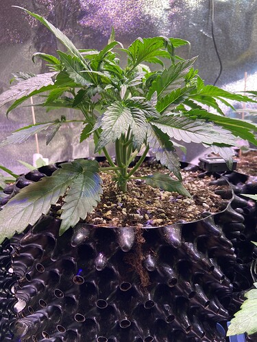 Growreport Bild 5