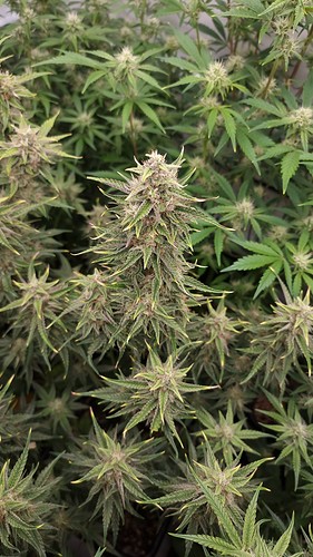 Growreport Bild 9