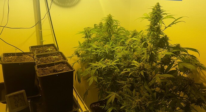Growreport Bild 9