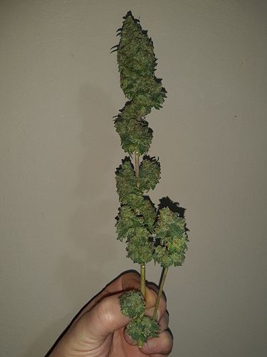Growreport Bild 5